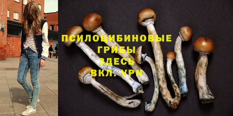 цены   Урюпинск  Галлюциногенные грибы Psilocybe 